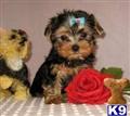 Yorkshire Terrier